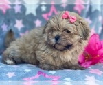 Small Photo #4 Shorkie Tzu Puppy For Sale in LAKELAND, FL, USA