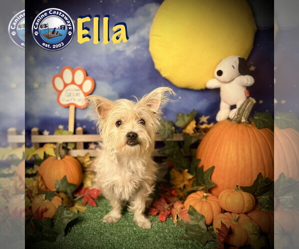 Medium Photo #1 Mutt Puppy For Sale in Arcadia, FL, USA