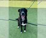 Small #1 Labrador Retriever Mix