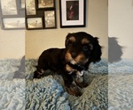Small Photo #3 Cavachon Puppy For Sale in OLYMPIA, WA, USA