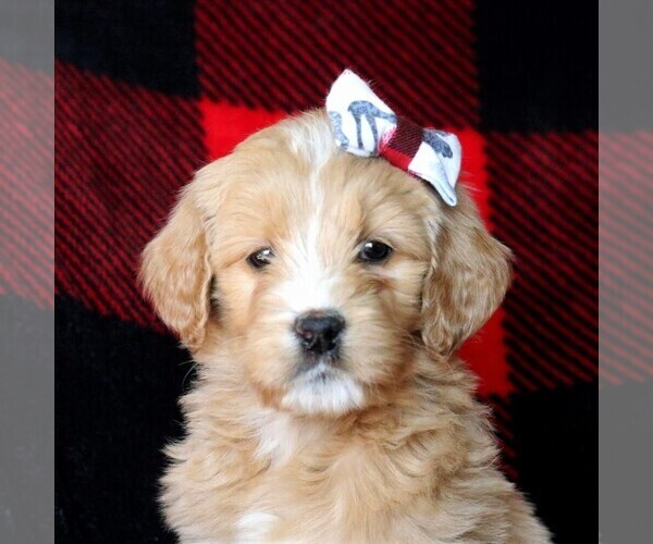 Medium Photo #2 Goldendoodle Puppy For Sale in FREDERICKSBRG, PA, USA