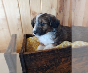 Aussiedoodle Miniature Puppy for sale in CANON CITY, CO, USA