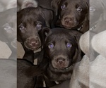 Small Photo #18 Labrador Retriever Puppy For Sale in SHELBY, NC, USA