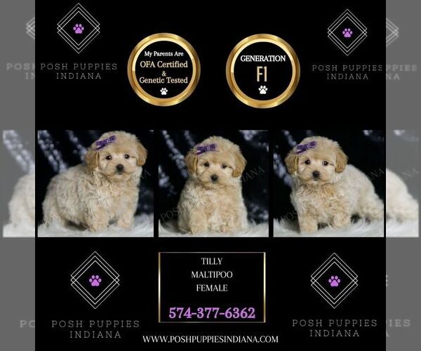 Medium Photo #2 Maltipoo Puppy For Sale in WARSAW, IN, USA