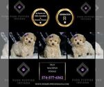 Small #1 Maltipoo