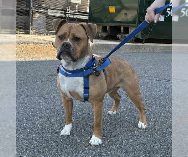 Medium Photo #4 Mutt Puppy For Sale in Boston, MA, USA