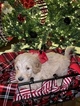 Small Photo #10 Goldendoodle Puppy For Sale in YUKON, OK, USA