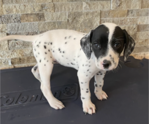 Dalmatian Puppy for sale in HOUSTON, TX, USA