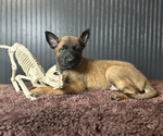 Small #5 Belgian Malinois