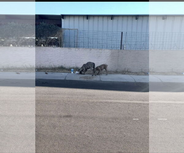 Medium Photo #9 Mutt Puppy For Sale in Goodyear, AZ, USA
