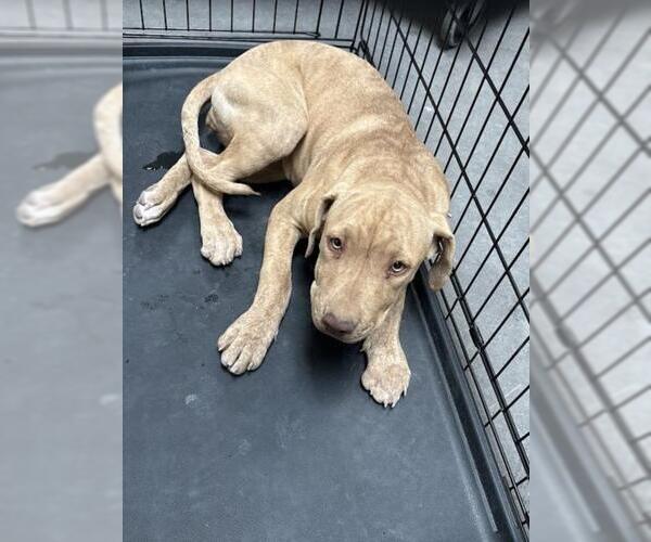 Medium Photo #1 American Pit Bull Terrier-Unknown Mix Puppy For Sale in Las Vegas, NV, USA