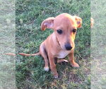 Small #31 Chiweenie