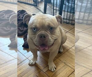 Bulldog-Unknown Mix Dogs for adoption in Los Angeles, CA, USA
