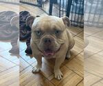 Small Bulldog Mix