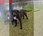 Small #1 Labrador Retriever Mix