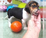 Small #1 Beagle