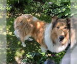 Small #2 Collie