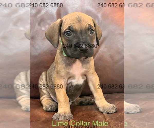Medium Photo #1 Cane Corso Puppy For Sale in LA PLATA, MD, USA