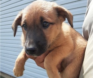Jack Russell Terrier-Norwegian Elkhound Mix Puppy for sale in LEETONIA, OH, USA