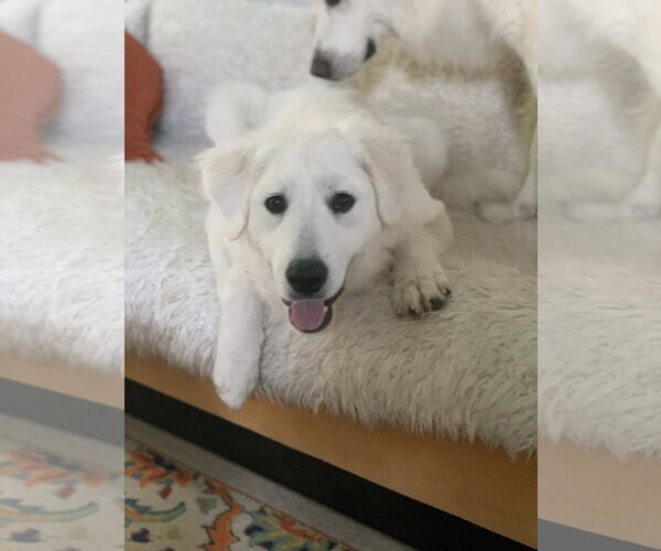 Medium Photo #5 Great Pyrenees Puppy For Sale in Spring, TX, USA
