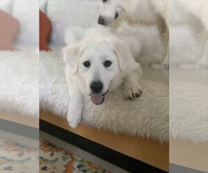 Mina - Female Great Pyrenees Dog for Adoption - Photo #5