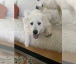 Small #4 Great Pyrenees