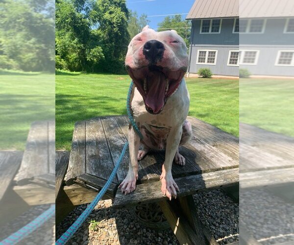 Medium Photo #4 Bullboxer Pit Puppy For Sale in Brewster, NY, USA
