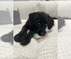 Miniature Labradoodle Dogs for adoption in Mechanicsburg, PA, USA