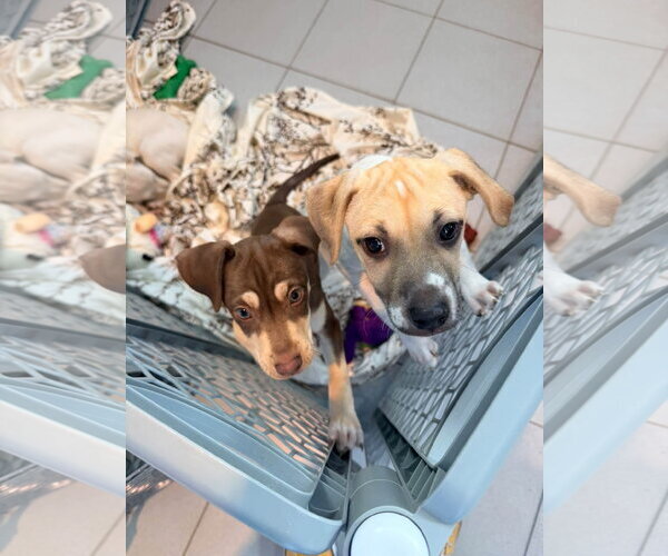Medium Photo #3 Mutt Puppy For Sale in New London, WI, USA