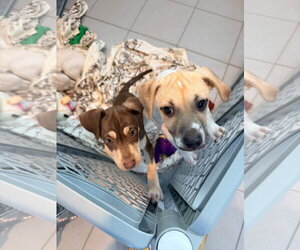 Sprig - Female Mutt Dog for Adoption - Photo #3