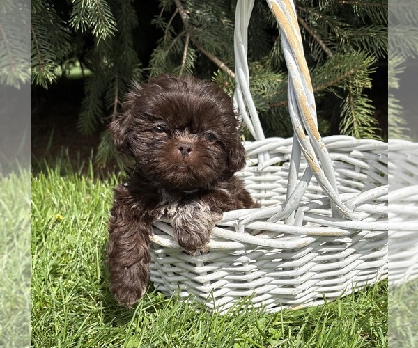 Medium Photo #1 Shih Tzu Puppy For Sale in MIDDLEBURY, IN, USA