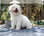 Puppy Sarah Cavapoo