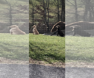 Mother of the Labrador Retriever puppies born on 10/25/2025