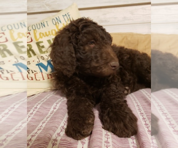 Medium Photo #2 Double Doodle Puppy For Sale in LUMBERTON, TX, USA