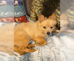 Tucker  PUPPY - Male Pomeranian-Unknown Mix Dog for Adoption - Photo #9