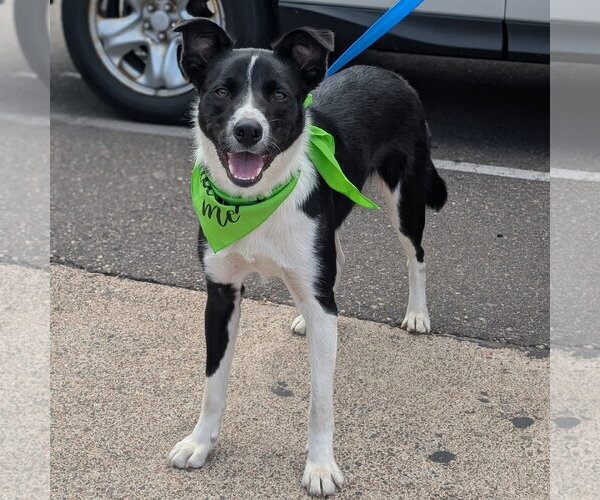 Medium Photo #1 Collie-Unknown Mix Puppy For Sale in Brooklyn Center, MN, USA