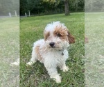 Small #21 Poodle (Miniature)