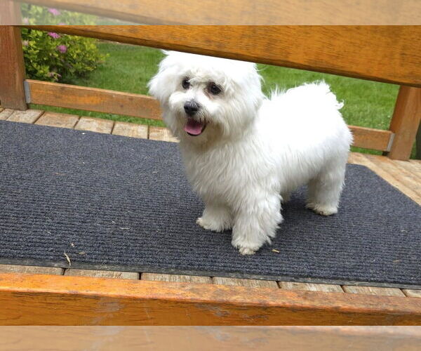 Medium Photo #2 Mal-Shi Puppy For Sale in Arlington, WA, USA