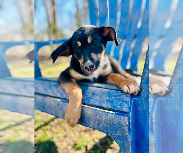 Medium Photo #5 Australian Shepherd-Unknown Mix Puppy For Sale in Pacolet, SC, USA