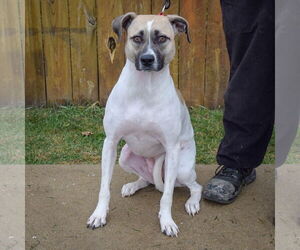 Halo - Female American Staffordshire Terrier-Labrador Retriever Mix Dog for Adoption - Photo #3