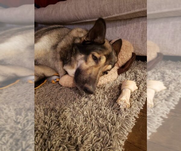 Medium Photo #6 German Shepherd Dog Puppy For Sale in Winston Salem, NC, USA