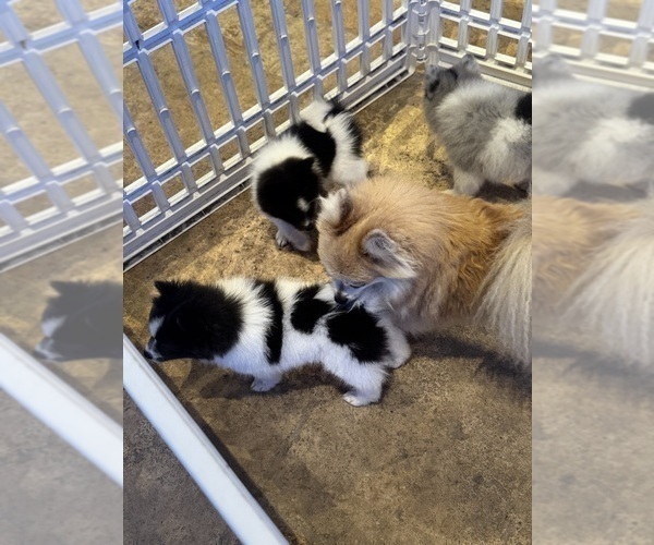 Medium Photo #5 Pomeranian Puppy For Sale in VENICE, FL, USA