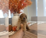 Small Photo #7 Goldendoodle Puppy For Sale in NORTH LAS VEGAS, NV, USA