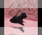 Small #4 Maltipoo