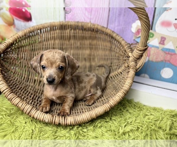 Medium Photo #1 Dachshund Puppy For Sale in KINSTON, NC, USA