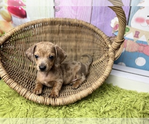 Dachshund Puppy for sale in KINSTON, NC, USA