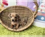 Small Photo #1 Dachshund Puppy For Sale in KINSTON, NC, USA