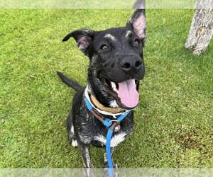 Australian Kelpie-Holland Shepherd Mix Dogs for adoption in Chandler, AZ, USA