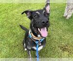 Small Australian Kelpie-Holland Shepherd Mix