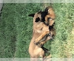 Small Photo #18 Belgian Malinois Puppy For Sale in HARKER HEIGHTS, TX, USA